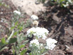 Sivun Anthophora pulverosa Smith 1854 kuva