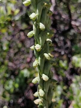 Image of Galeottiella sarcoglossa (A. Rich. & Galeotti) Schltr.