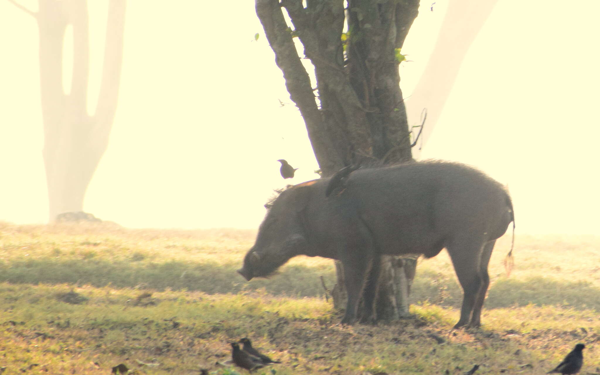 Image of Indian boar