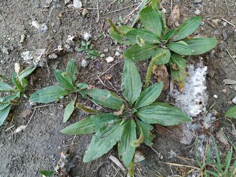 Imagem de Plantago depressa Willd.