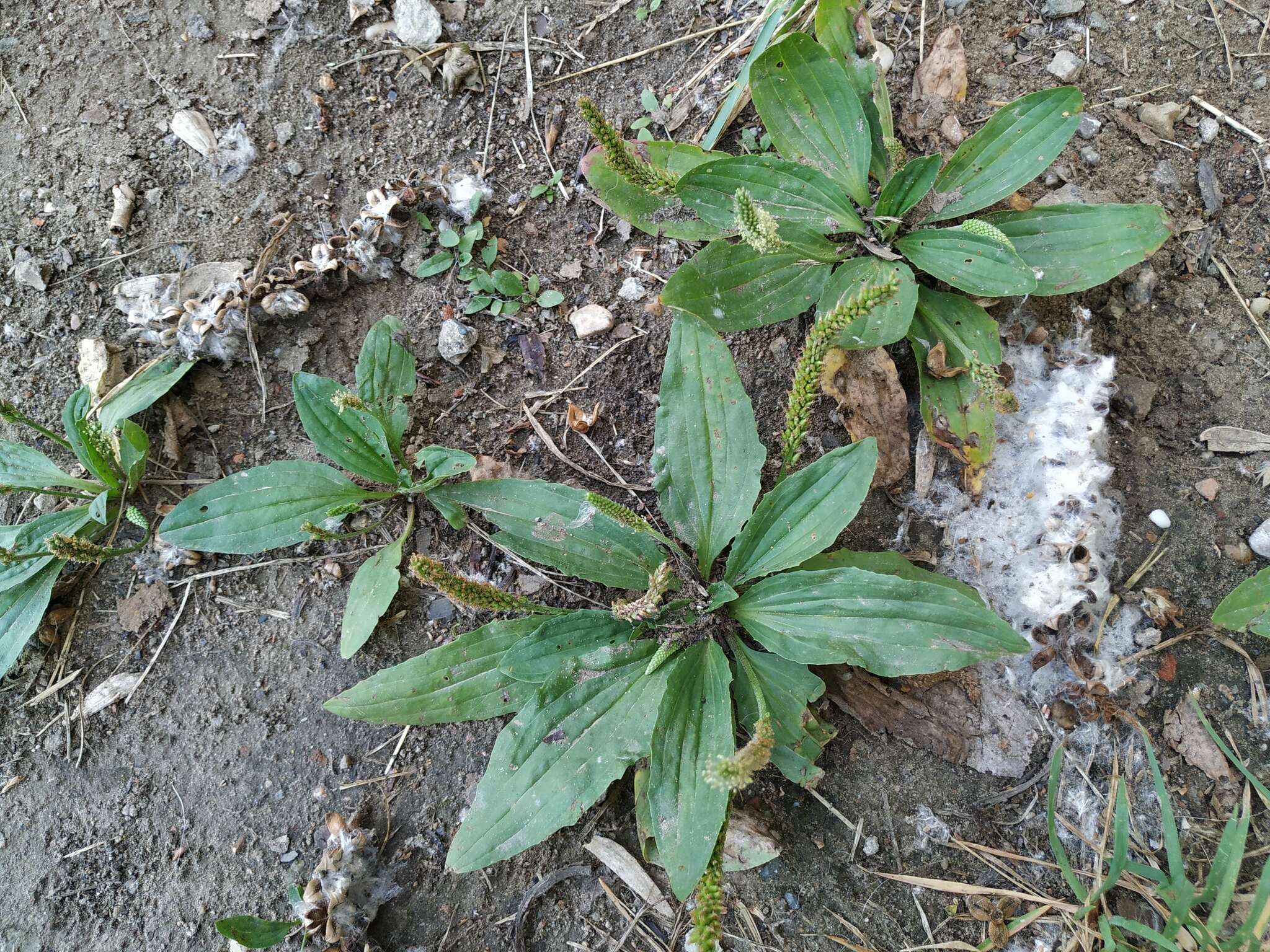 Image of Plantago depressa Willd.