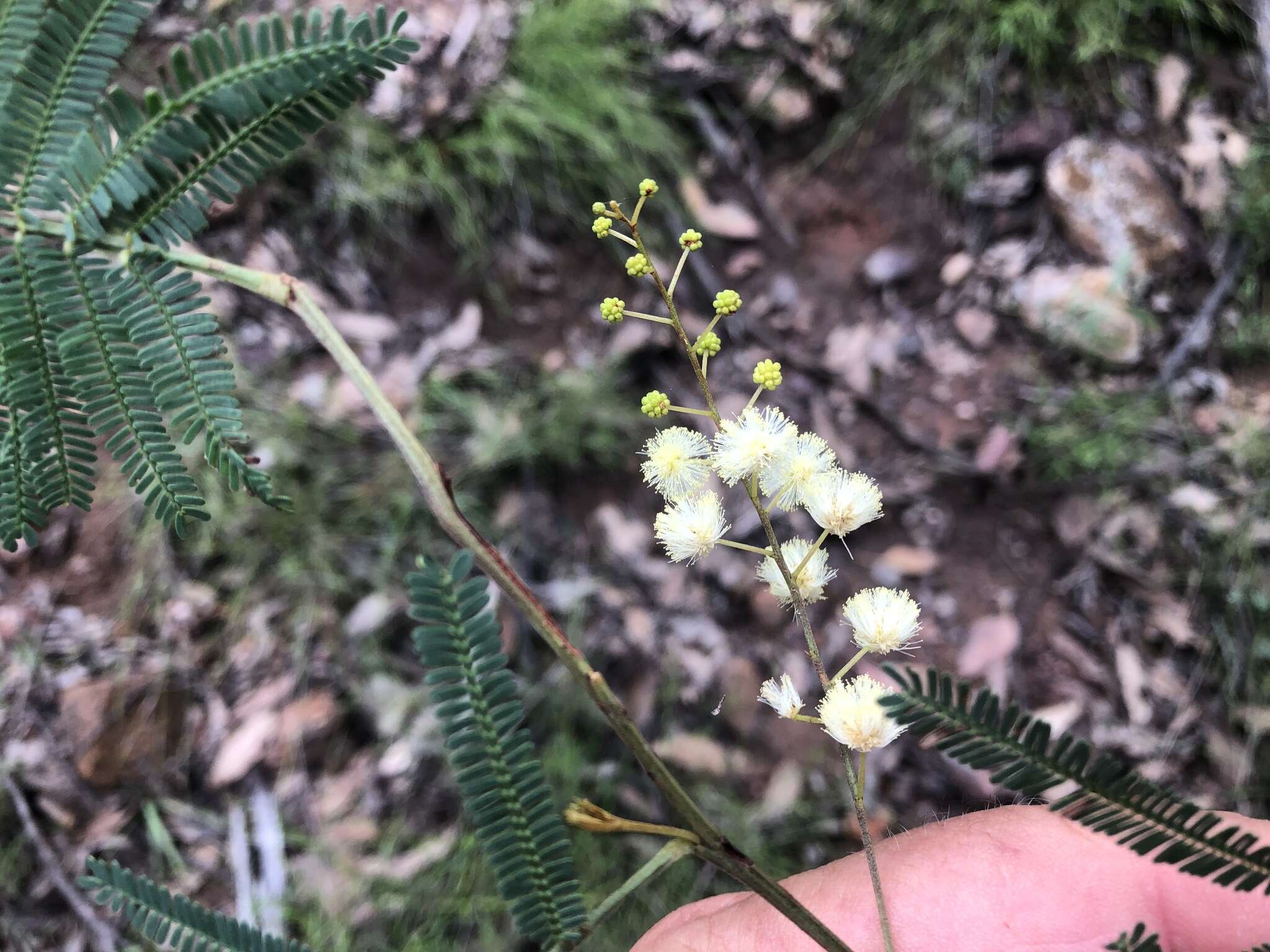 Image of Acacia loroloba Tindale