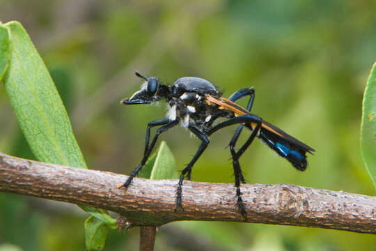 Imagem de Lamyra gulo (Loew 1851)