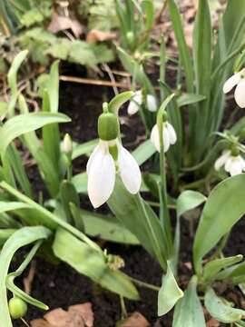 Image of Galanthus elwesii var. elwesii