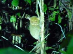 Image of Bornean tarsier