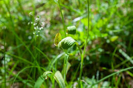 Image of Puccinia bupleuri (Opiz) F. Rudolphi 1829