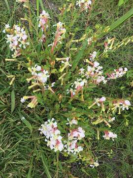 Image of creeping waxweed