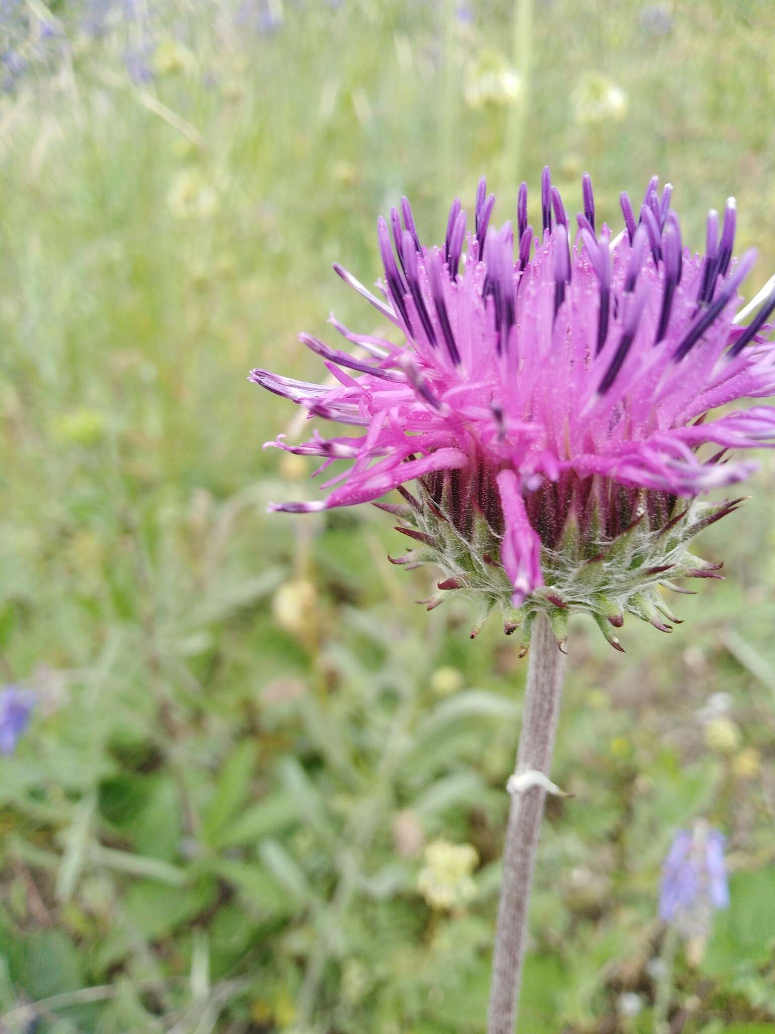 Image of Jurinea arachnoidea Bunge