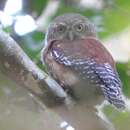 Image of Sjostedt's owlet