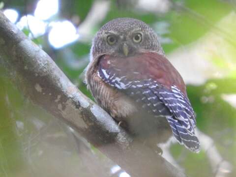 Sivun Glaucidium sjostedti Reichenow 1893 kuva