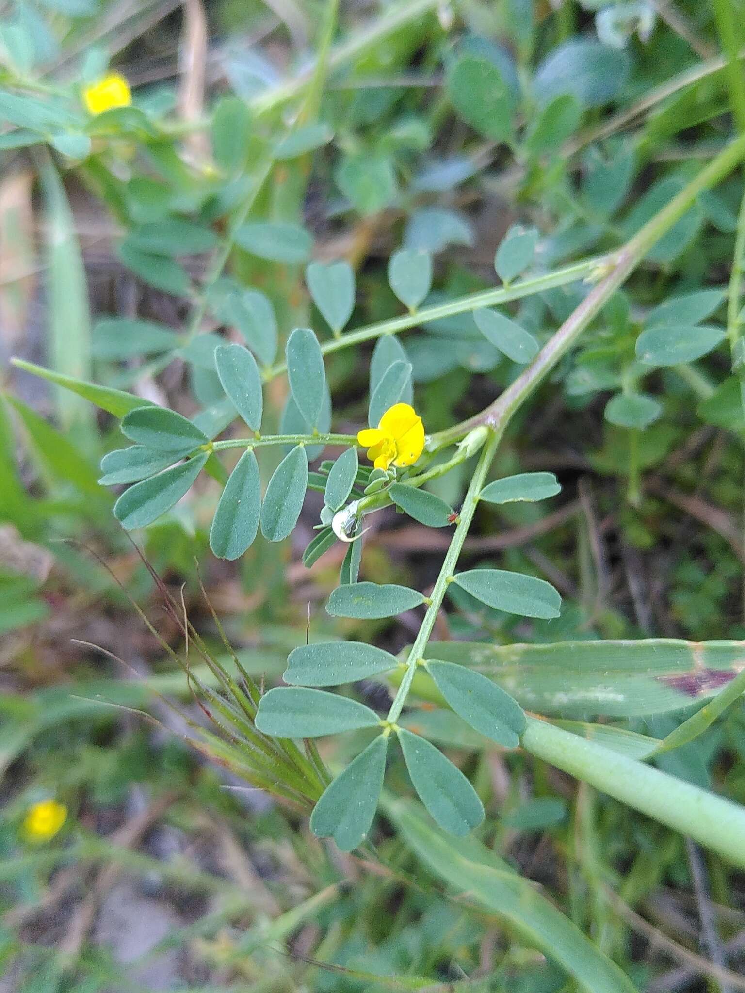 Image of Hippocrepis biflora Spreng.