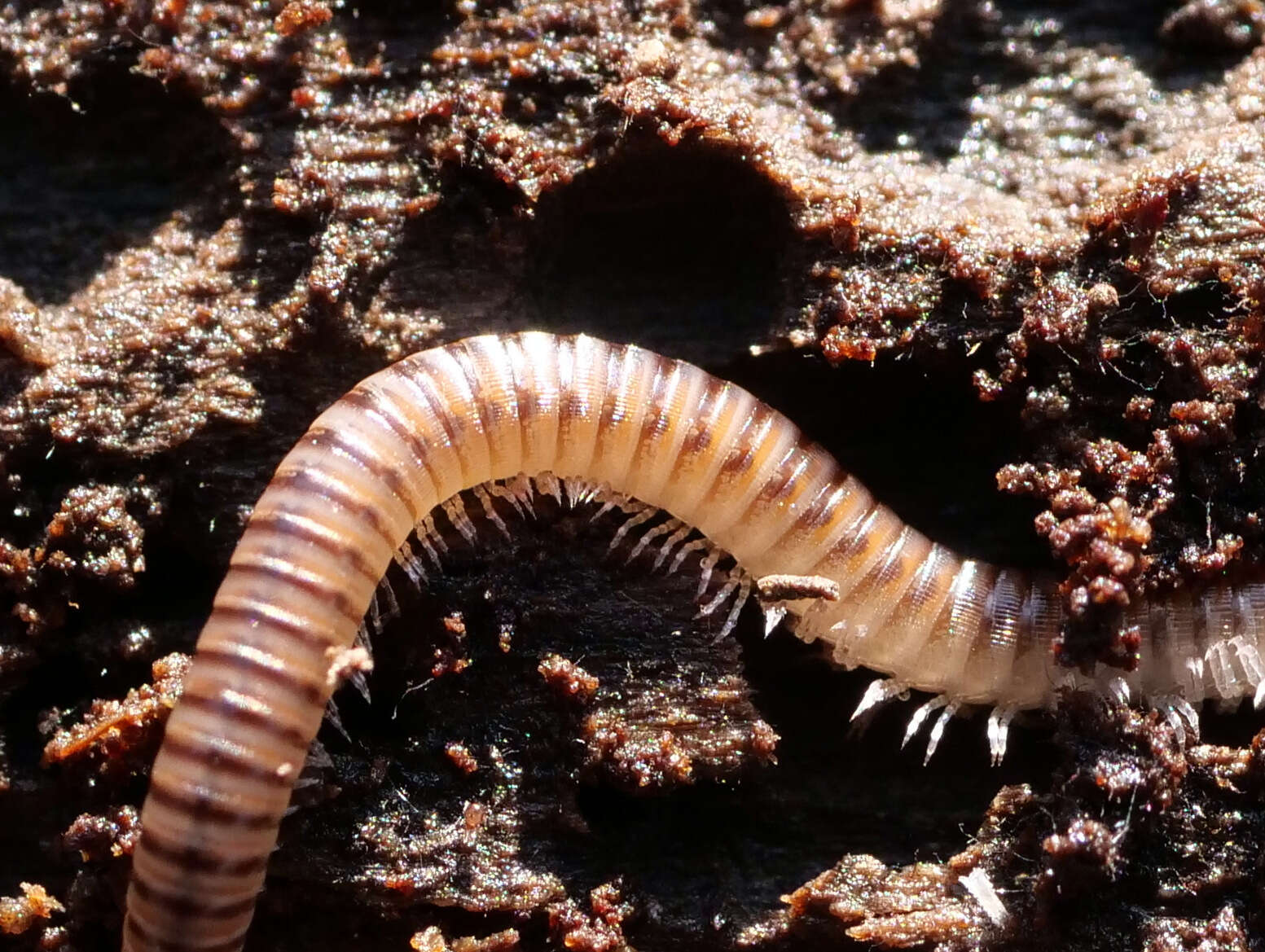 Image of Blunt-tailed Snake Millipede