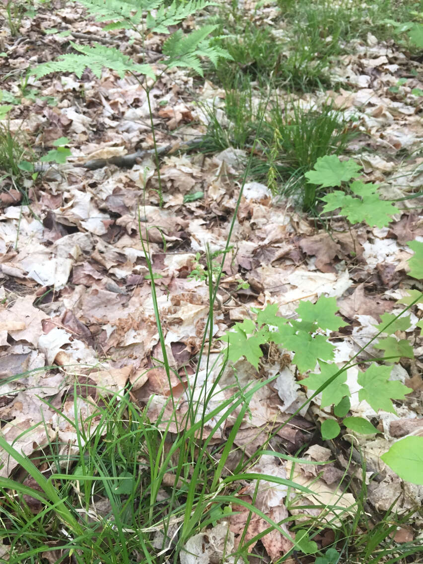 Image of chestnut sedge