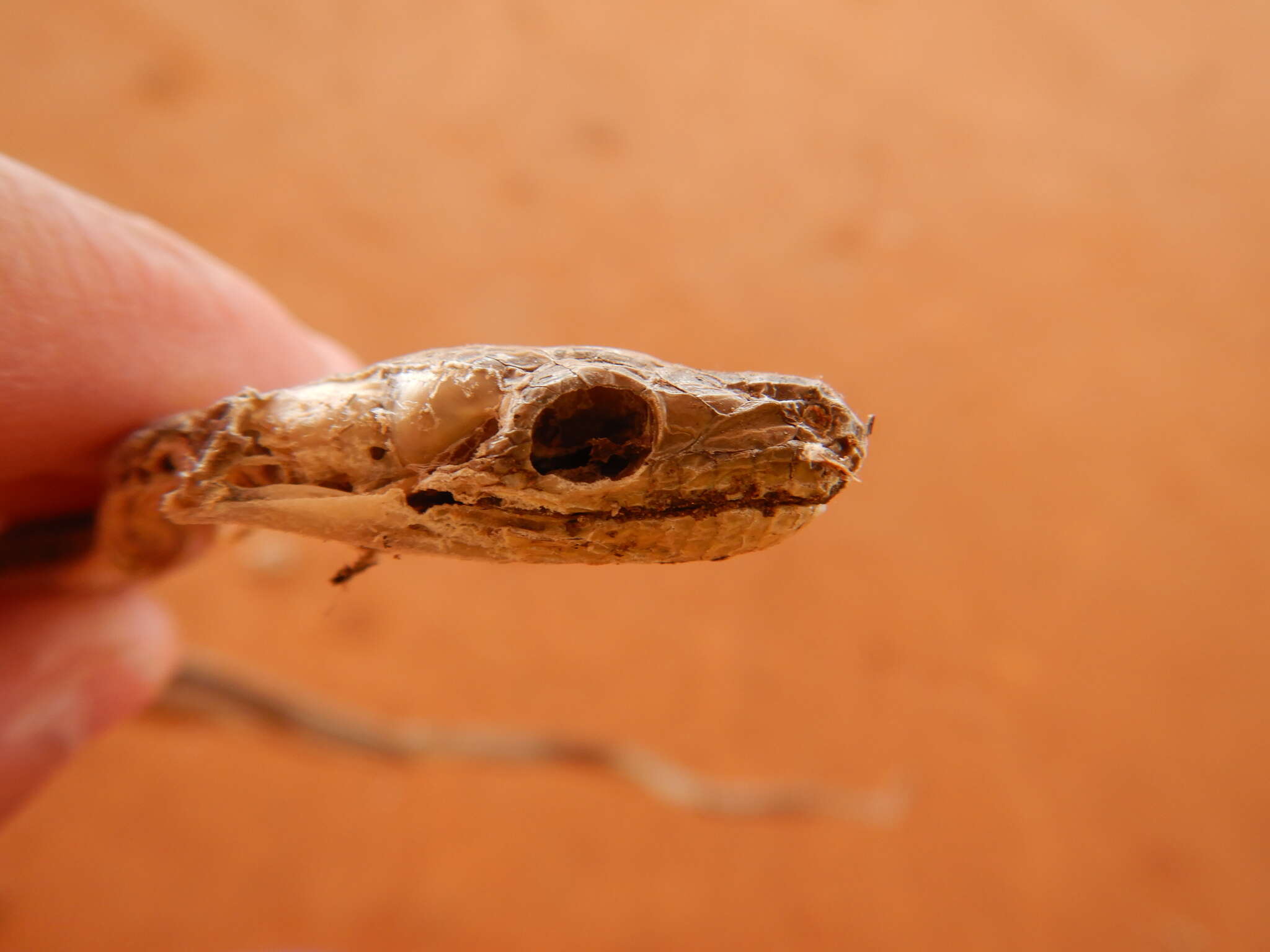 Image of Olive Python