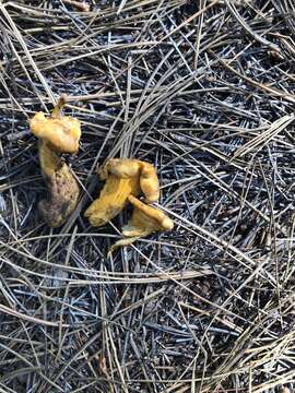 Cantharellus roseocanus (Redhead, Norvell & Danell) Redhead, Norvell & Moncalvo 2012 resmi