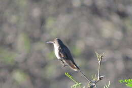 Plancia ëd Leucolia violiceps (Gould 1859)