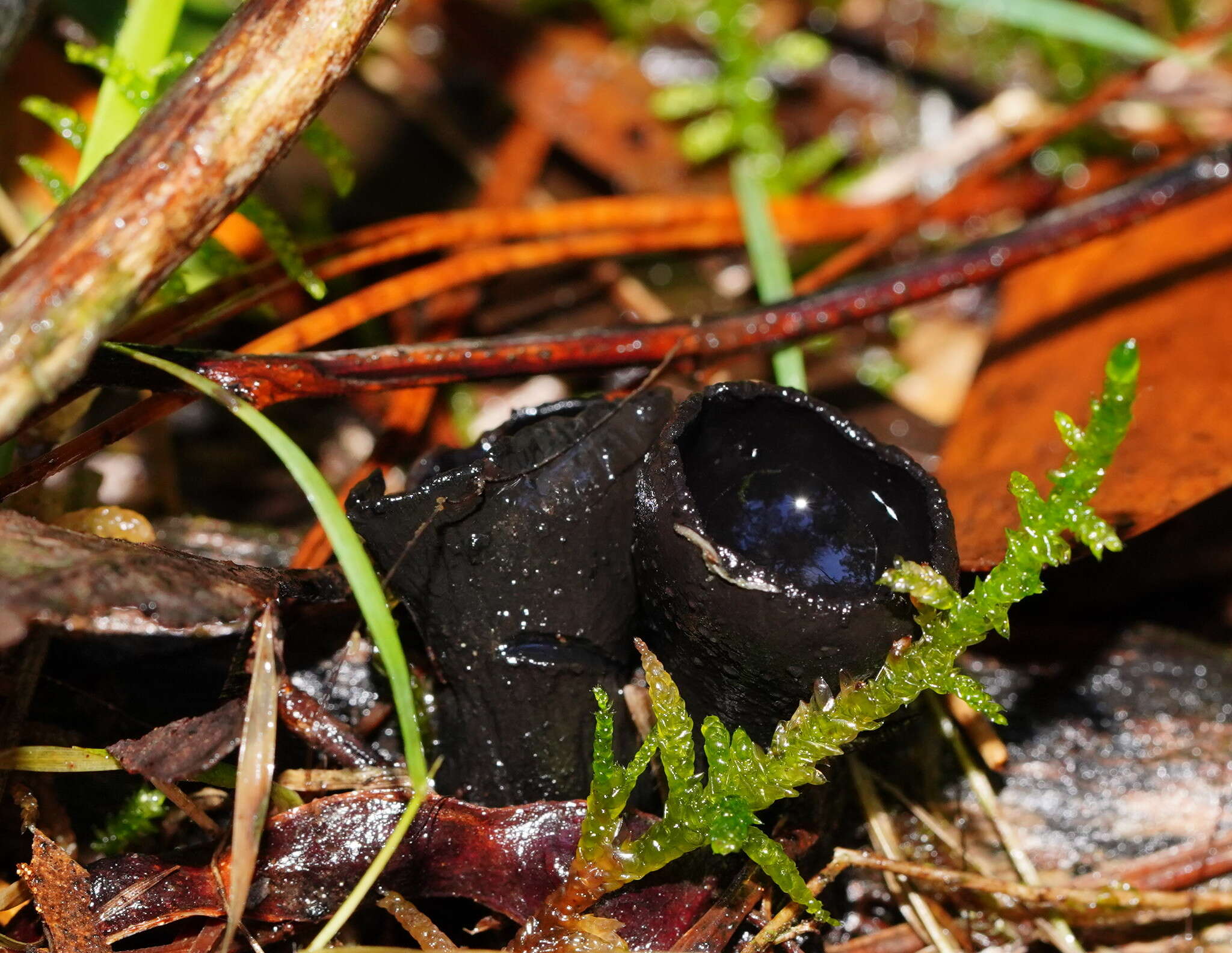 Plancia ëd Plectania campylospora (Berk.) Nannf. 1957