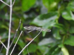 Image de Agrionoptera longitudinalis Selys 1878