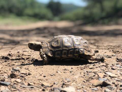 Image of Natal Hingeback Tortoise