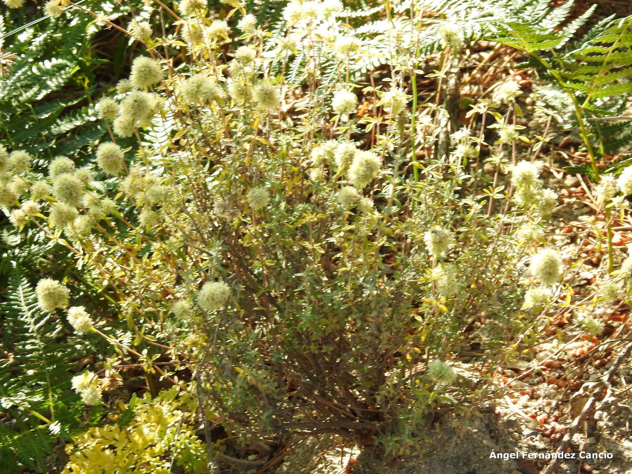 Image of Mastic Thyme