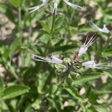 Imagem de Ocimum filamentosum Forssk.