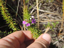 Image of Muraltia mitior (Berg.) Levyns ex Fourc.