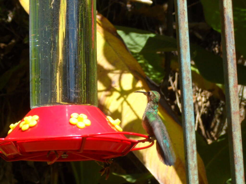 Image of Lazuline Sabrewing