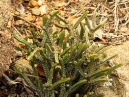 Слика од Crassula muscosa L.