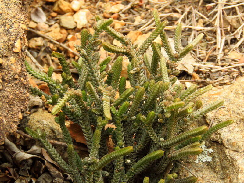 Слика од Crassula muscosa L.