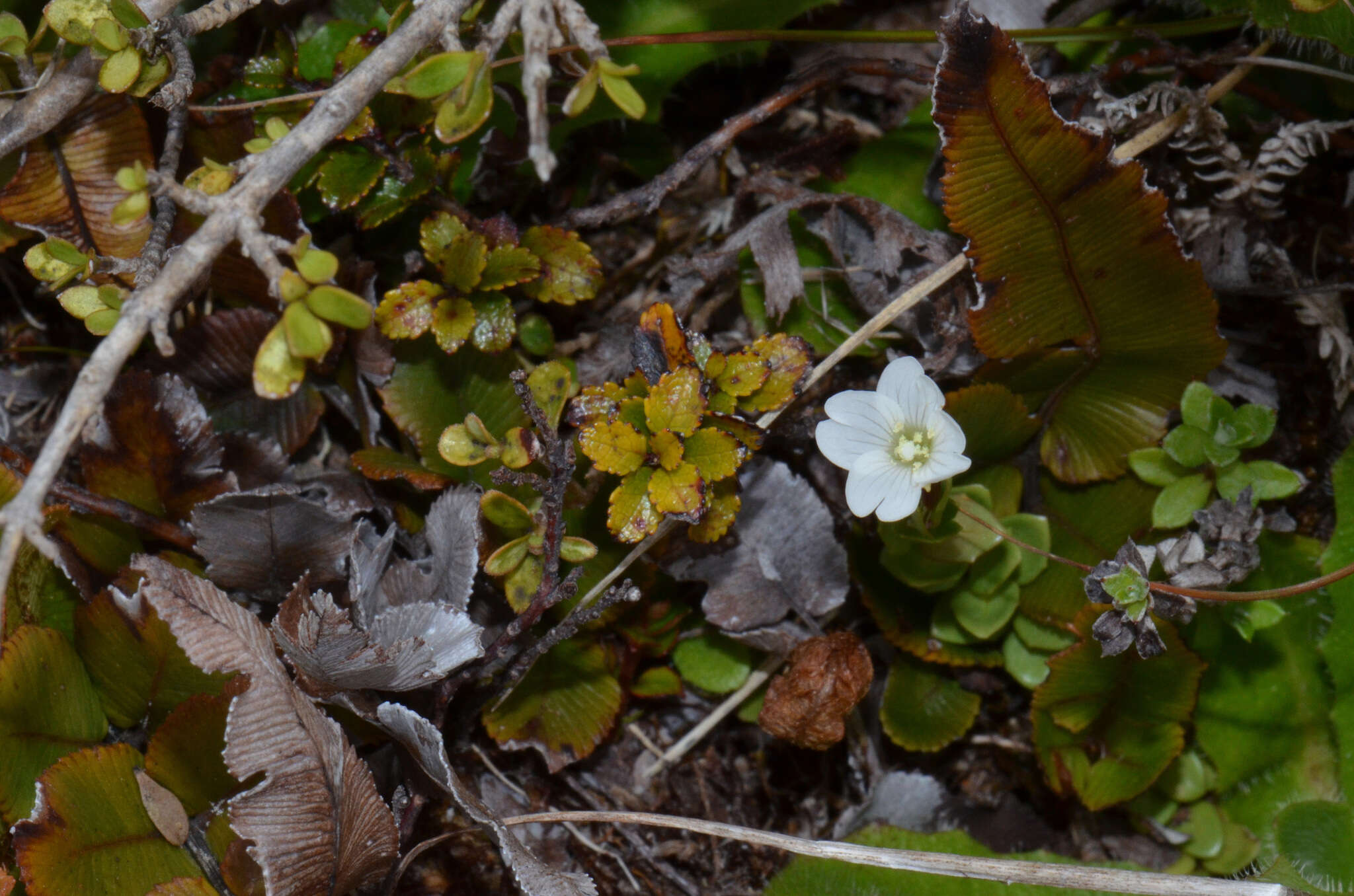 Image of Epilobium alsinoides subsp. atriplicifolium (A. Cunn.) Raven & Engelhorn