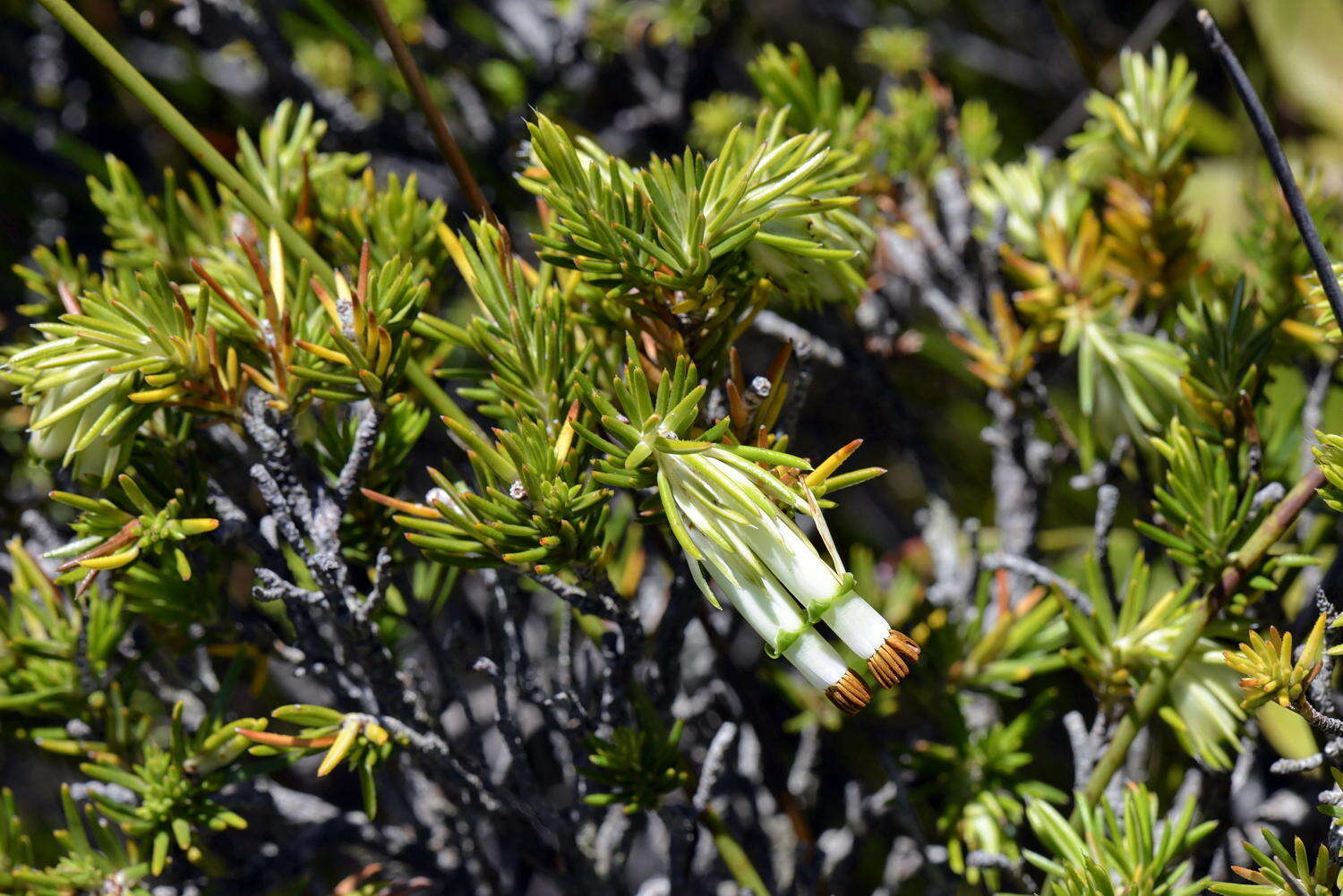 Image of Green Tutu Heath