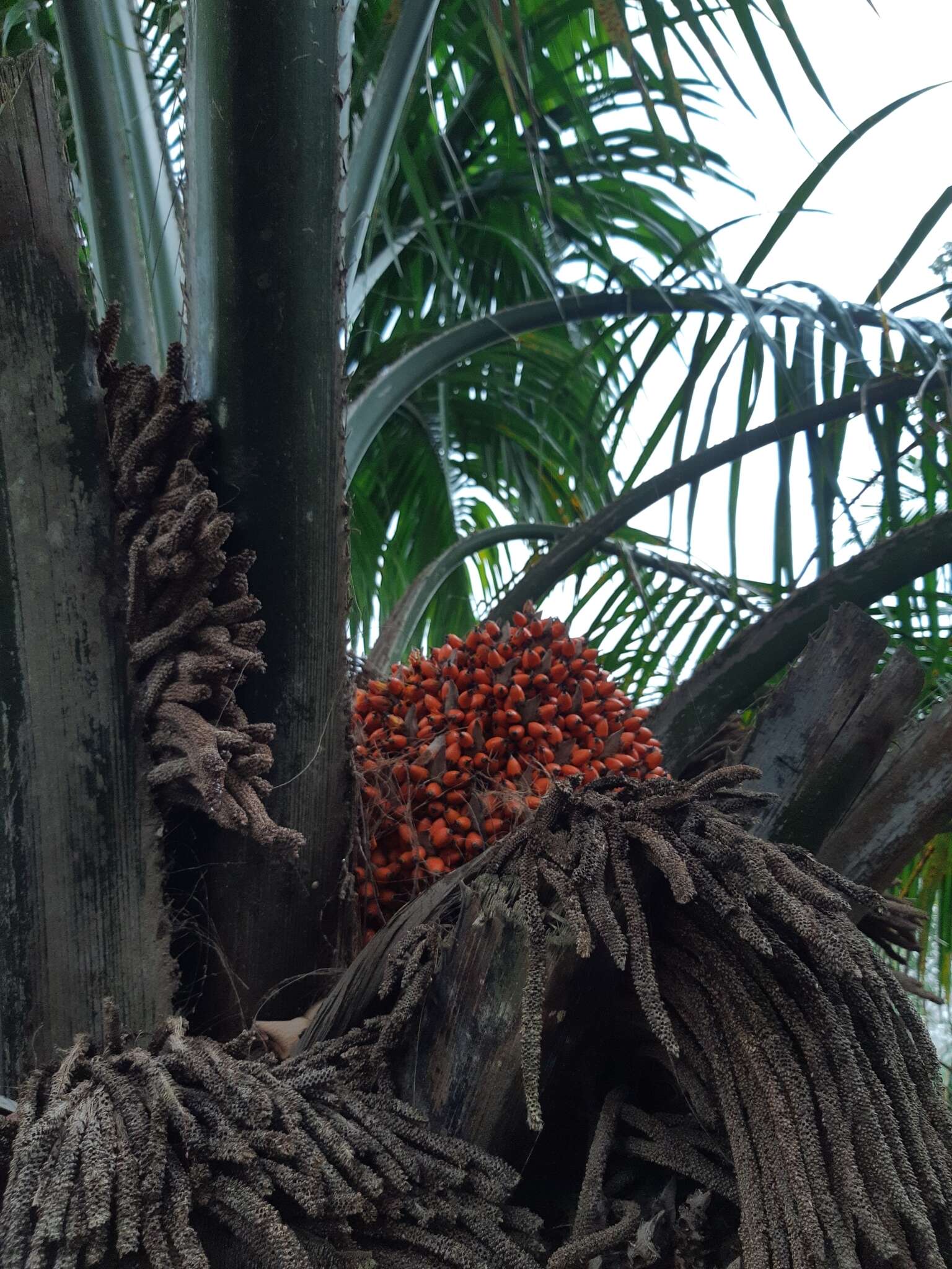 Image of American oil palm