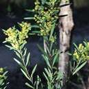 Acacia barringtonensis Tindale的圖片