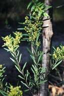 Image de Acacia barringtonensis Tindale