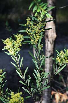 Acacia barringtonensis Tindale的圖片