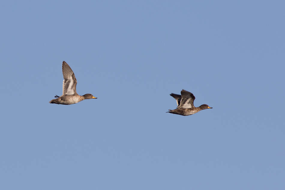 Image of Yellow-billed Teal