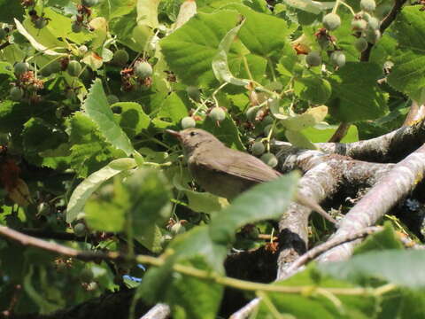 Sivun Phylloscopus collybita collybita (Vieillot 1817) kuva