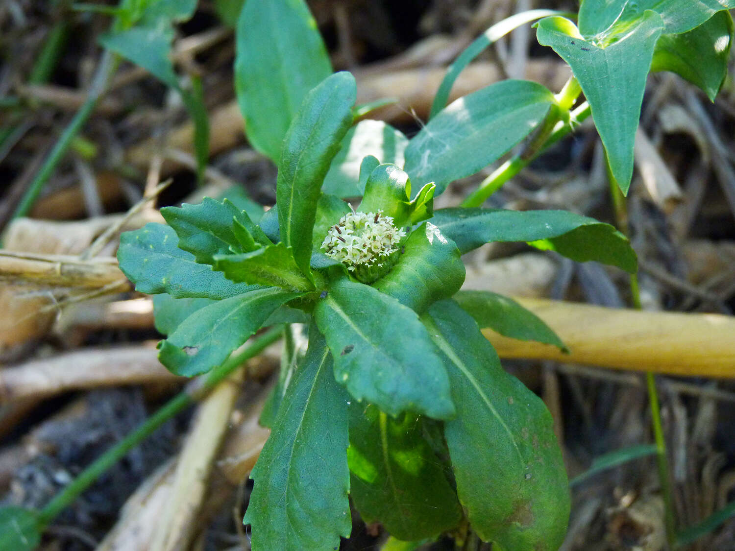 Image of swampwort