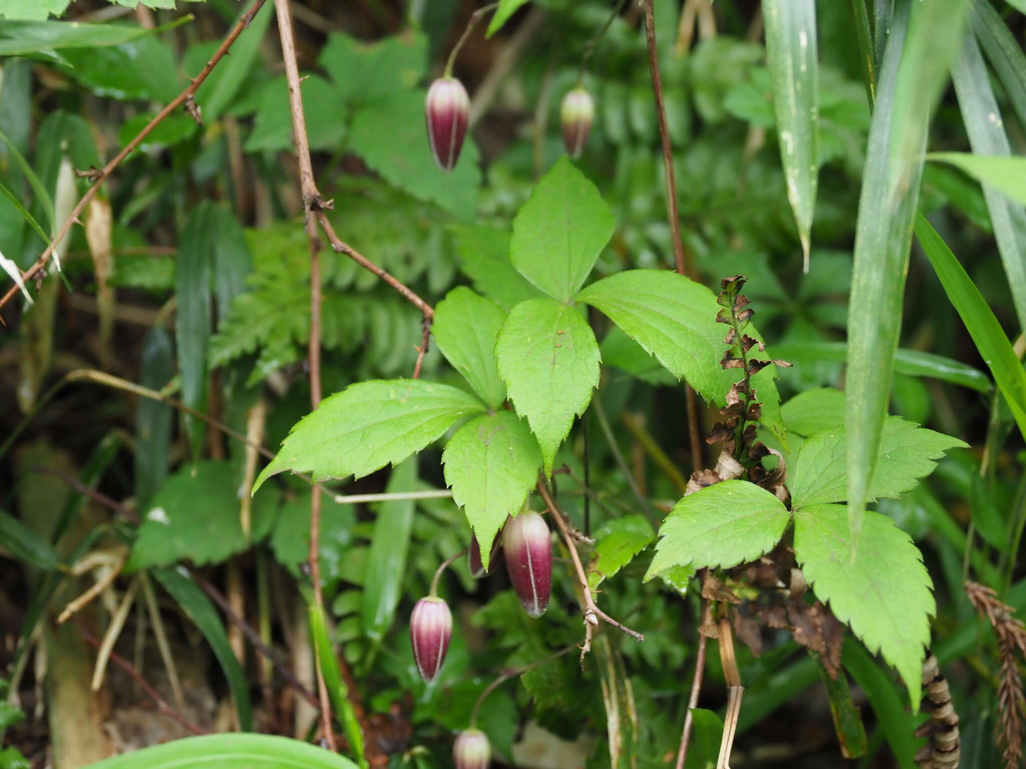 Image of Clematis japonica Thunb.