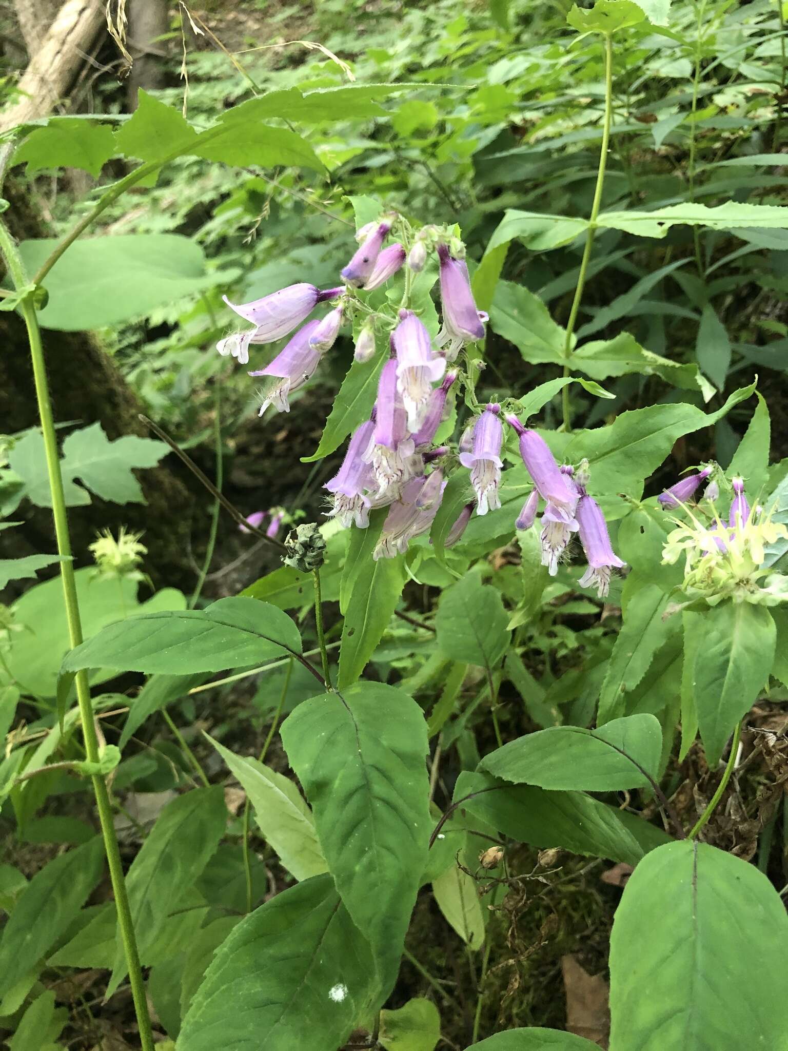 Penstemon smallii Heller resmi