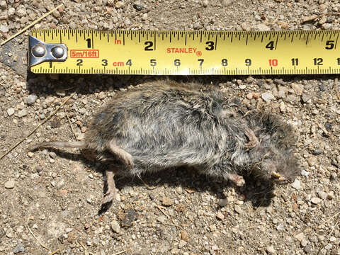 Image of Iberian Vole