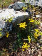 Lomatium hallii (S. Wats.) Coult. & Rose resmi