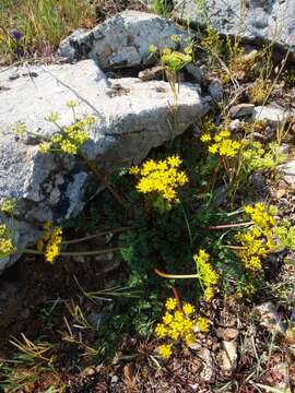 Lomatium hallii (S. Wats.) Coult. & Rose resmi