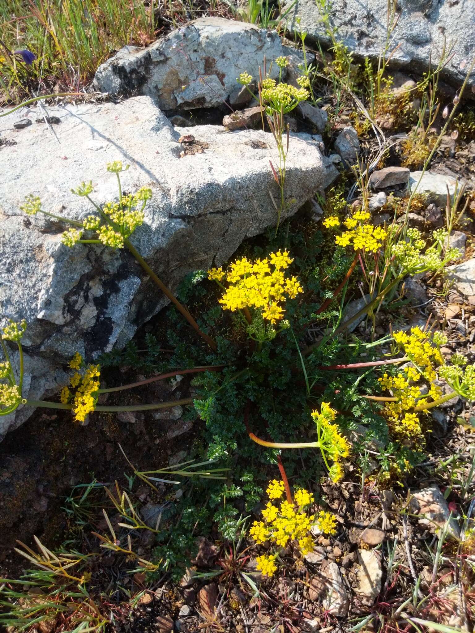 Image of Hall's biscuitroot