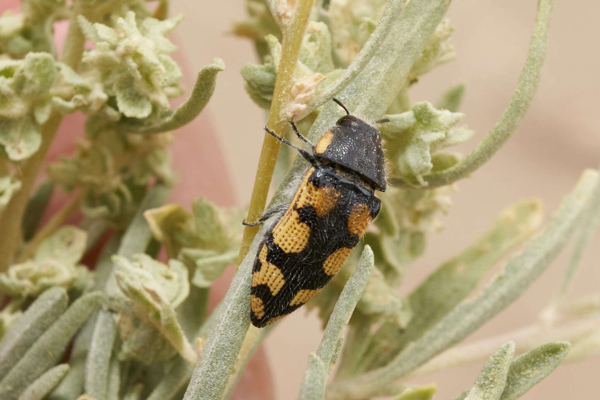 Image de Acmaeodera tuta Horn 1878