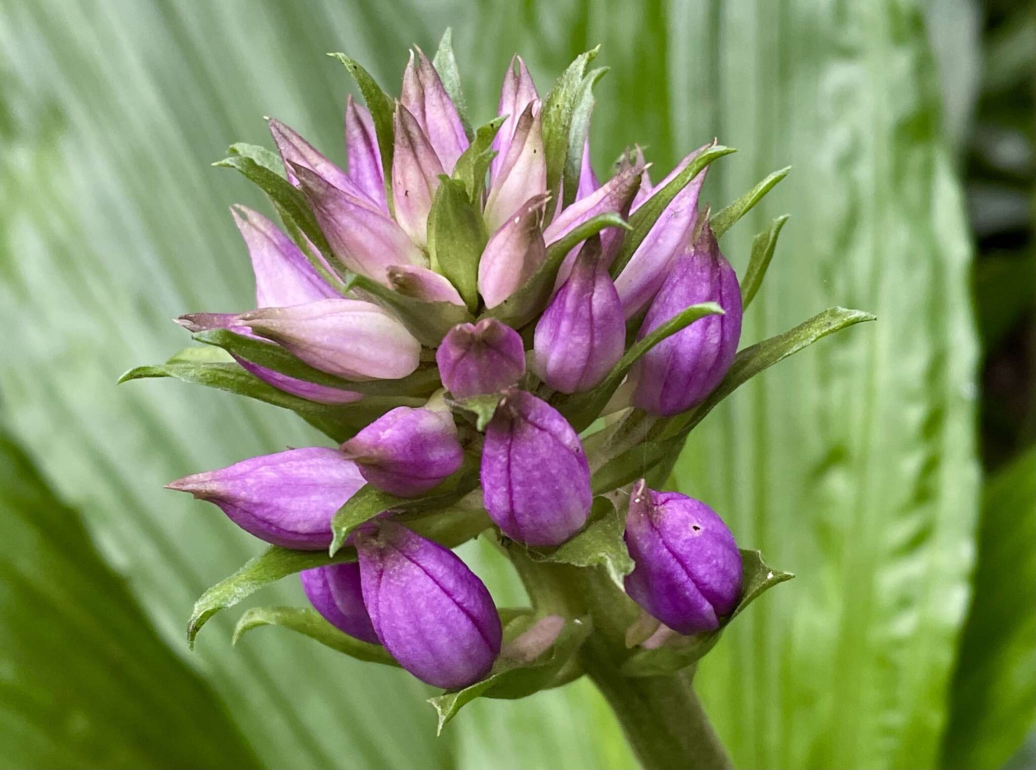 Image of Calanthe sylvatica (Thouars) Lindl.