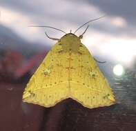 صورة Goniocarsia Hampson 1926