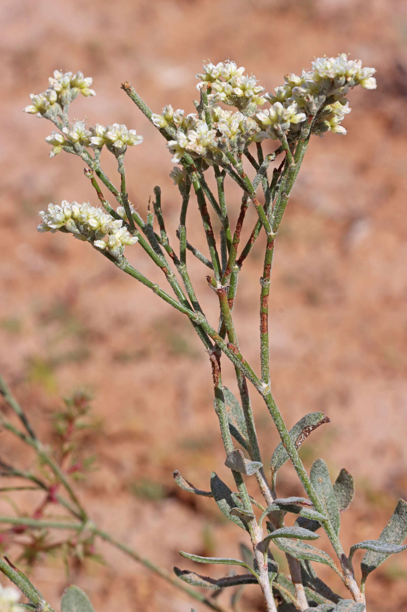 Image of sand buckwheat