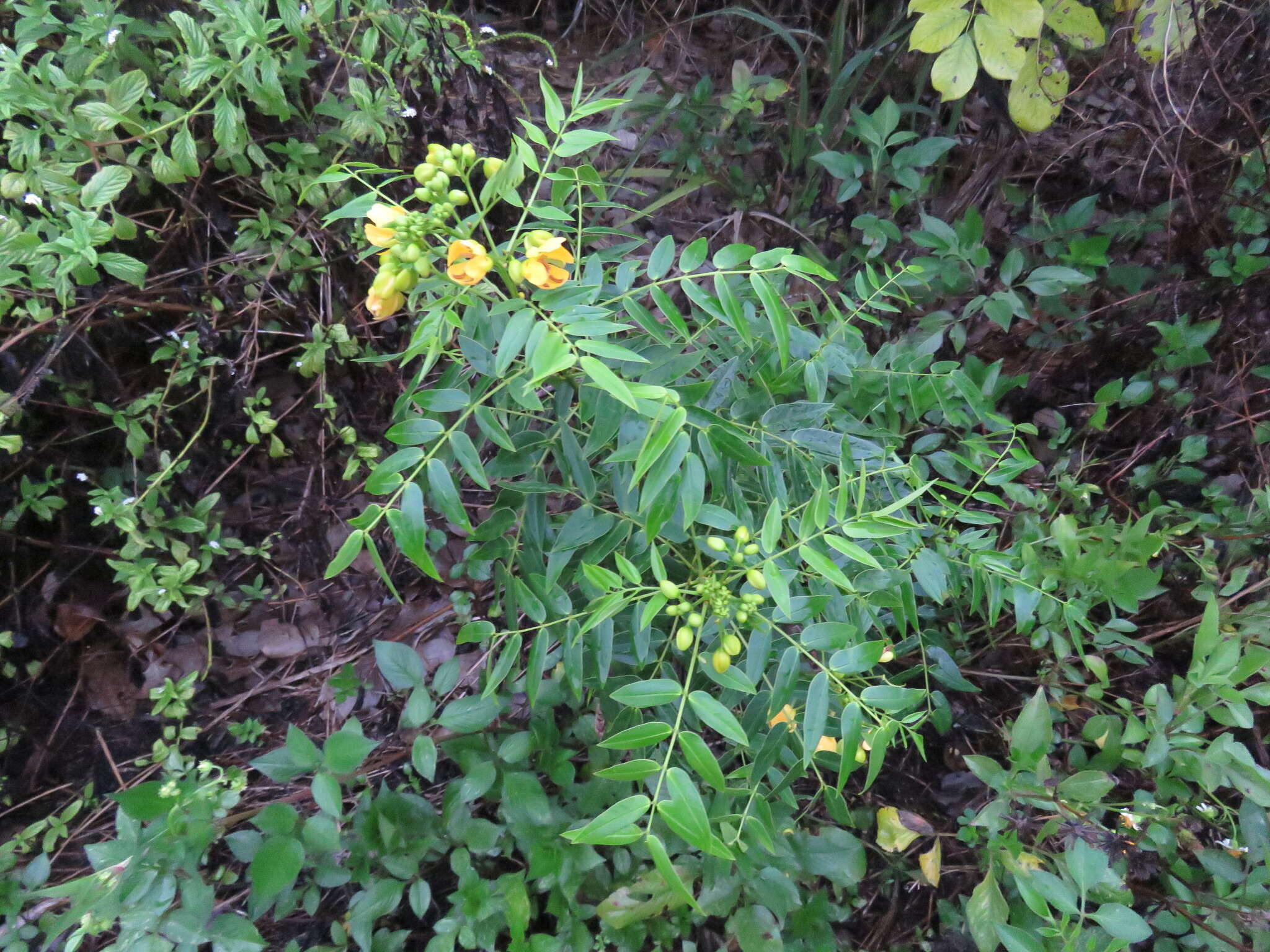 Image of privet senna