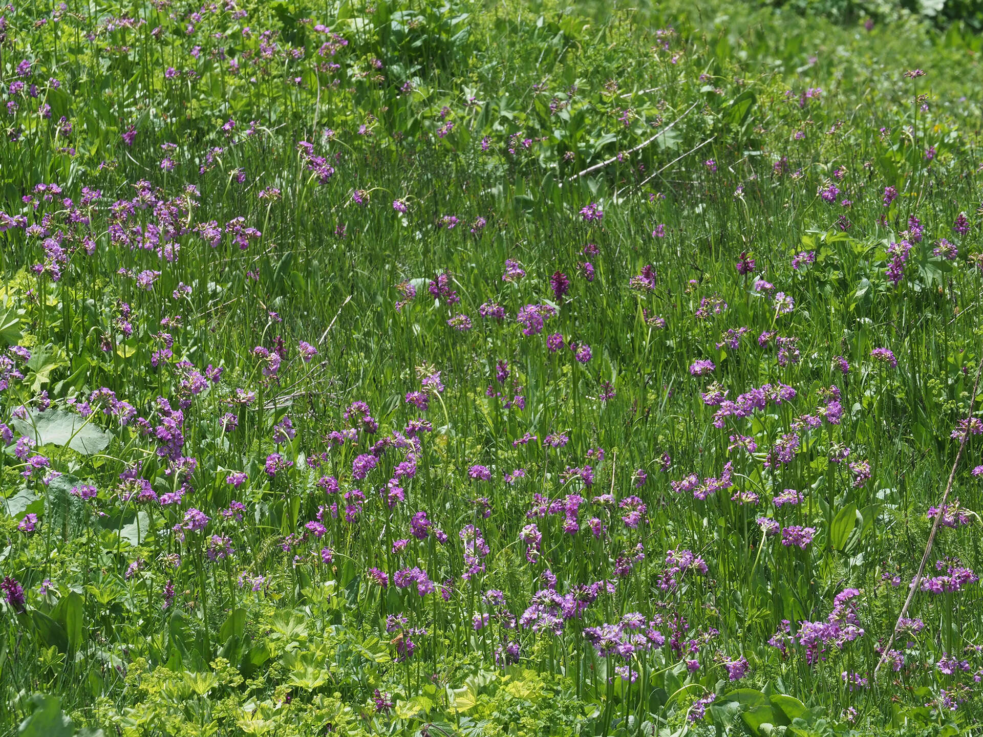 Слика од Primula auriculata Lam.